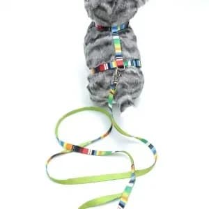 Kedi Renkli Göğüs Tasması Ve Gezdirme Seti Ps9637